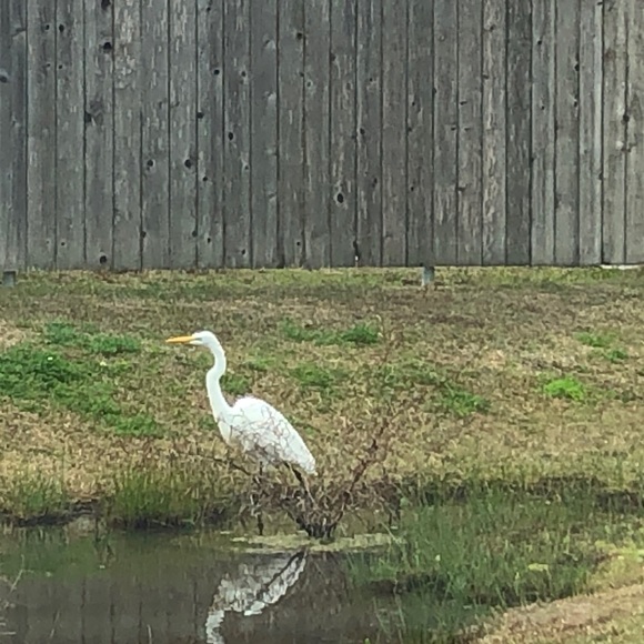 Meet your Posher, Marnie - Picture 1 of 1